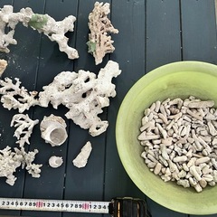 デスロック　貝殻　サンゴテーブルの画像