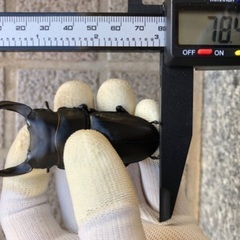 能勢YG血統 国産オオクワガタ 新成虫ペア（オス78.4㎜・メス49.3㎜）の画像