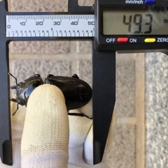 能勢YG血統 国産オオクワガタ 新成虫ペア（オス78.4㎜・メス49.3㎜）の画像