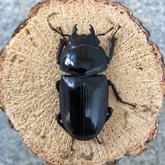 能勢YG血統 国産オオクワガタ 新成虫ペア（オス78.4㎜・メス49.3㎜）の画像