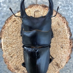 能勢YG血統 国産オオクワガタ 新成虫ペア（オス78.4㎜・メス49.3㎜）の画像