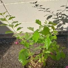  デュランタ・タカラヅカ　紫と白の覆輪がきれいな花木の画像