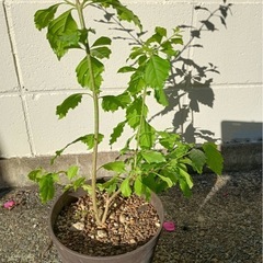  デュランタ・タカラヅカ　紫と白の覆輪がきれいな花木の画像