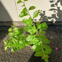  デュランタ・タカラヅカ　紫と白の覆輪がきれいな花木の画像