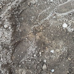 お譲り先決定！【無料】園芸に使用していた庭土（48×62cm土嚢袋・約15袋）引き取りに来てくださる方募集【日進市 赤池町付近】の画像