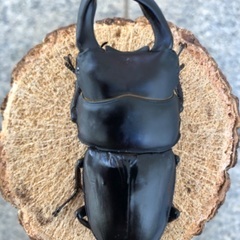 《アゴずれペア》能勢YG血統 国産オオクワガタ 新成虫ペア（オス75.4㎜・メス49.4㎜）の画像