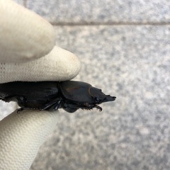 《アゴずれペア》能勢YG血統 国産オオクワガタ 新成虫ペア（オス75.4㎜・メス49.4㎜）の画像