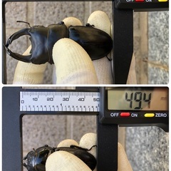 《アゴずれペア》能勢YG血統 国産オオクワガタ 新成虫ペア（オス75.4㎜・メス49.4㎜）の画像