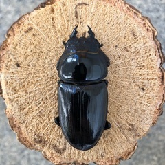 《アゴずれペア》能勢YG血統 国産オオクワガタ 新成虫ペア（オス75.4㎜・メス49.4㎜）の画像
