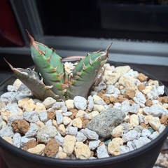 アガベ　ホワイトファイヤーの画像