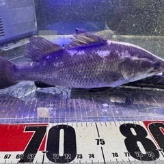 バラマンディの画像