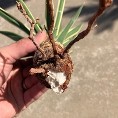 アロイフォリア斑入りの画像