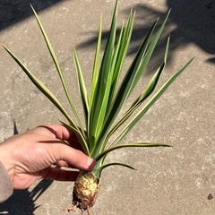 アロイフォリア斑入りの画像