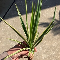 アロイフォリア斑入りの画像