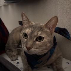 保護猫の里親募集