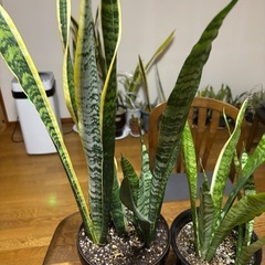 サンスベリア(2鉢)の画像