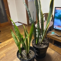 サンスベリア(2鉢)の画像
