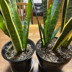 サンスベリア(2鉢)の画像