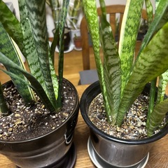 サンスベリア(2鉢)の画像