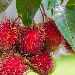 初心者OK! 11月30日に収穫！　珍しいランブータンの種5個　保存期間約1年！の画像