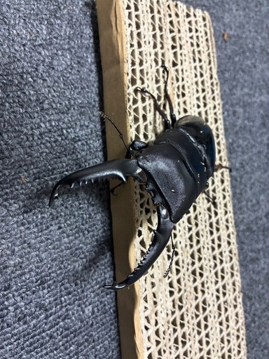 パラワンオオヒラタペア