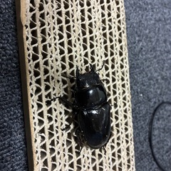 パラワンオオヒラタペアの画像