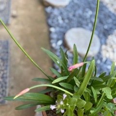 ダイヤモンドリリー　の画像