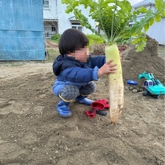 白菜と大根の画像