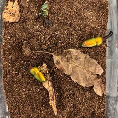 【成虫ペア】　パプアキンイロクワガタ（パプキン）1ペア1500円（3ペアまであり）の画像