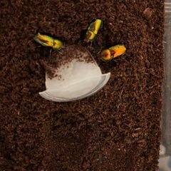 【成虫ペア】　パプアキンイロクワガタ（パプキン）1ペア1500円（3ペアまであり）の画像