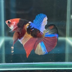 PKHM ニモ ♂の画像