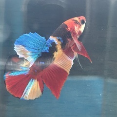 PKHM ニモ ♂の画像