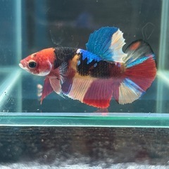 PKHM ニモ ♂の画像