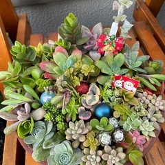 決まりました！多肉植物☆寄せ植え☆クリスマスの画像