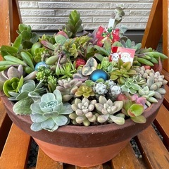 決まりました！多肉植物☆寄せ植え☆クリスマスの画像