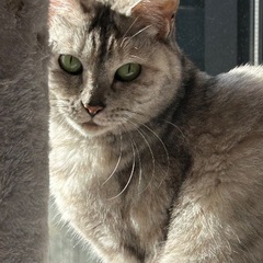 美しいパステル　サバトラ柄　女の子３歳