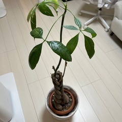 観葉植物 実生　パキラの画像