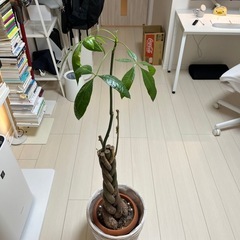 観葉植物 実生　パキラの画像