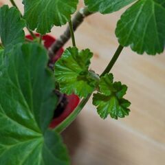 ゼラニウム/ポット苗差しあげますの画像