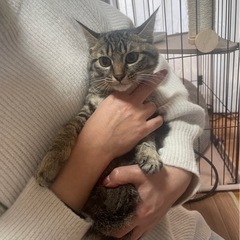 お話し中です🐈ラブくん　キジトラ男の子　ワクチン、去勢手術、ウィ...