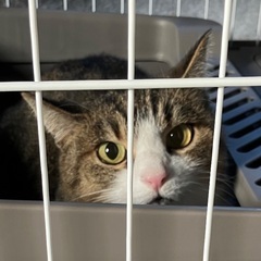 とっても可愛いキジ白　女の子５歳