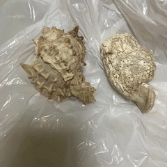 貝類🐚の画像