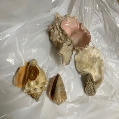 貝類🐚の画像