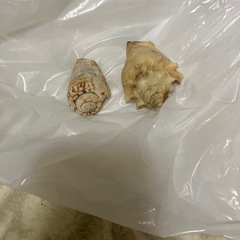 貝類🐚の画像