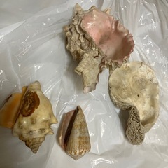 貝類🐚の画像