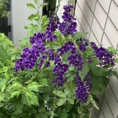  デュランタ・タカラヅカ　紫と白の覆輪がきれいな花木の画像