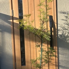 グレビレア　ピーチアンドクリームの画像