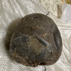 アンモナイトの画像