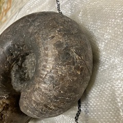 アンモナイトの画像