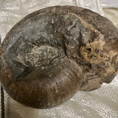 アンモナイトの画像